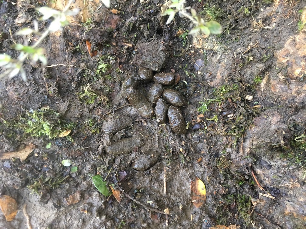 Canvastown School tracking and trapping - Enviroschools Marlborough