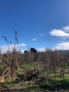 Kahikatea reserve