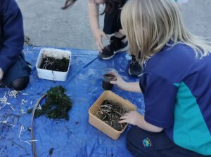 Bug houses